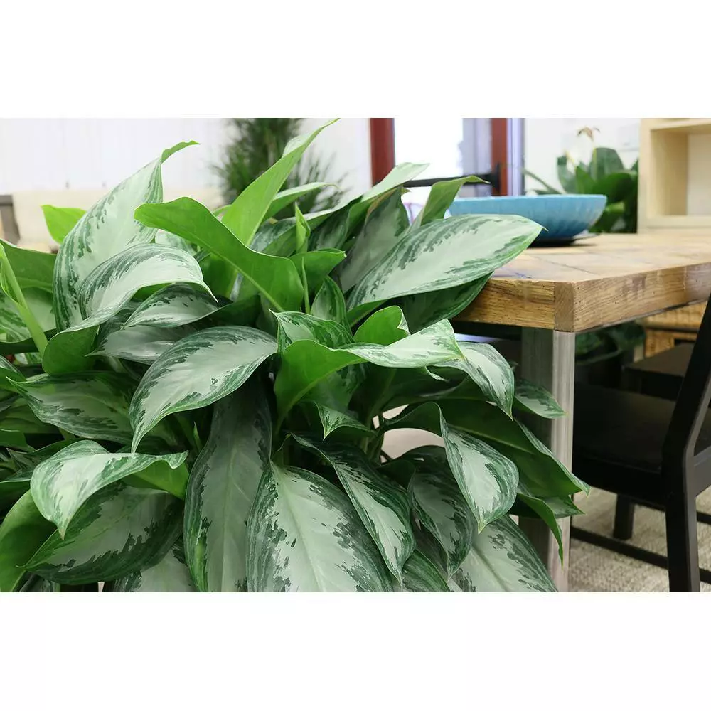 Deals 😀 Costa Farms 9.25 in. Aglaonema, Chinese Evergreen Plant in Natural Decor Basket 😀 5 Deals 😀 Costa Farms 9.25 in. Aglaonema, Chinese Evergreen Plant in Natural Decor Basket 😀 - Image 3
