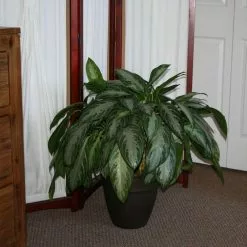 Deals 😀 Costa Farms 9.25 in. Aglaonema, Chinese Evergreen Plant in Natural Decor Basket 😀 13 Deals 😀 Costa Farms 9.25 in. Aglaonema, Chinese Evergreen Plant in Natural Decor Basket 😀 -Pavestone || Costa Farms Shop costa farms indoor plants co aa10 3 sea d4 1000