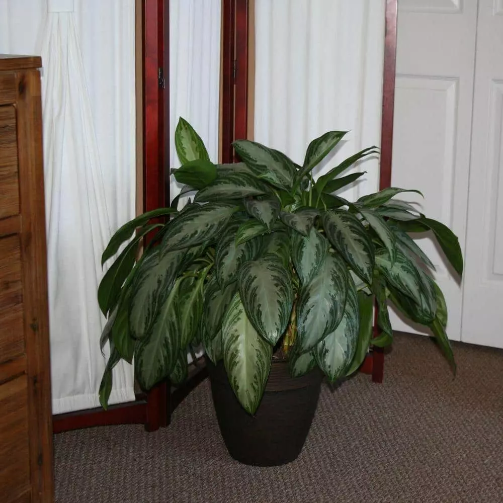 Deals 😀 Costa Farms 9.25 in. Aglaonema, Chinese Evergreen Plant in Natural Decor Basket 😀 8 Deals 😀 Costa Farms 9.25 in. Aglaonema, Chinese Evergreen Plant in Natural Decor Basket 😀 - Image 6