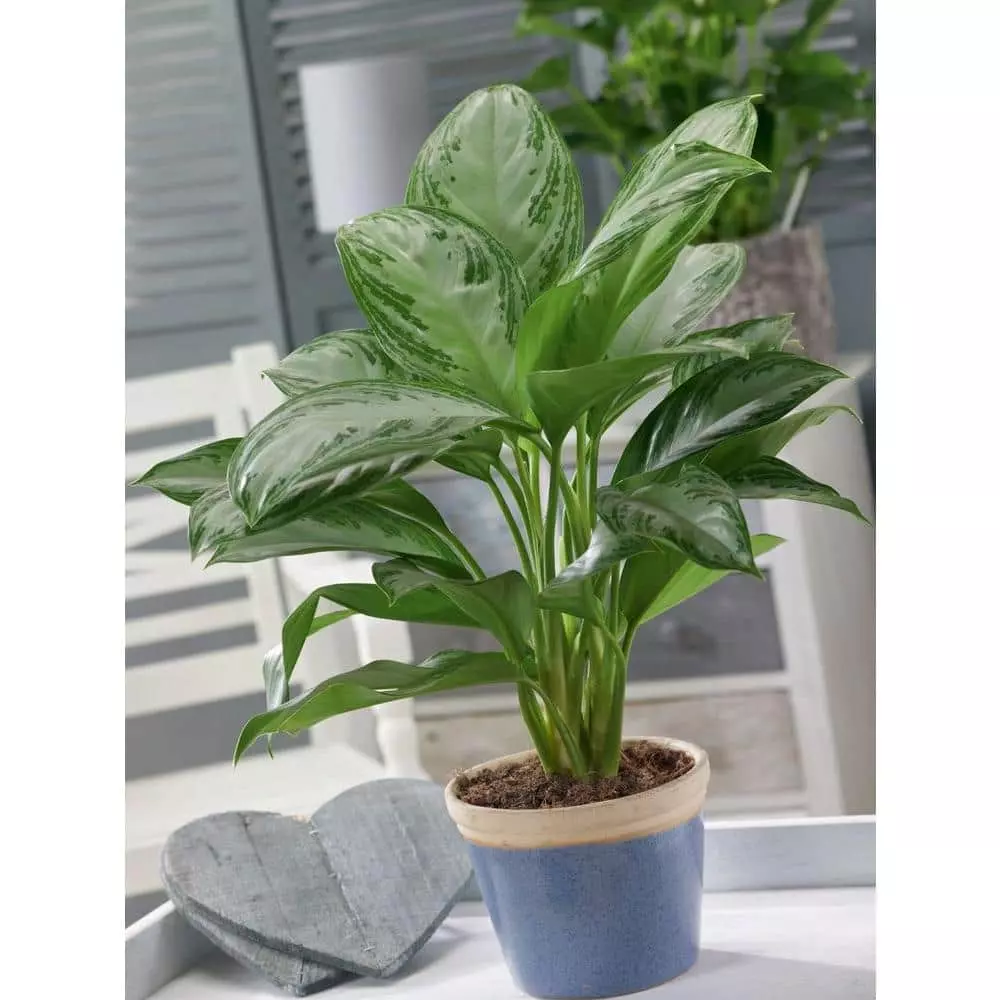 Deals 😀 Costa Farms 9.25 in. Aglaonema, Chinese Evergreen Plant in Natural Decor Basket 😀 4 Deals 😀 Costa Farms 9.25 in. Aglaonema, Chinese Evergreen Plant in Natural Decor Basket 😀 - Image 2