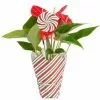 Buy 🥰 Costa Farms Anthurium Plant in 4 in. 🍬 Candy Stripe Wrap ⭐ -Pavestone || Costa Farms Shop costa farms indoor plants co aad04 wht 64 1000