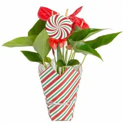 Buy ๐ฅฐ Costa Farms Anthurium Plant in 4 in. ๐ฌ Candy Stripe Wrap โญ