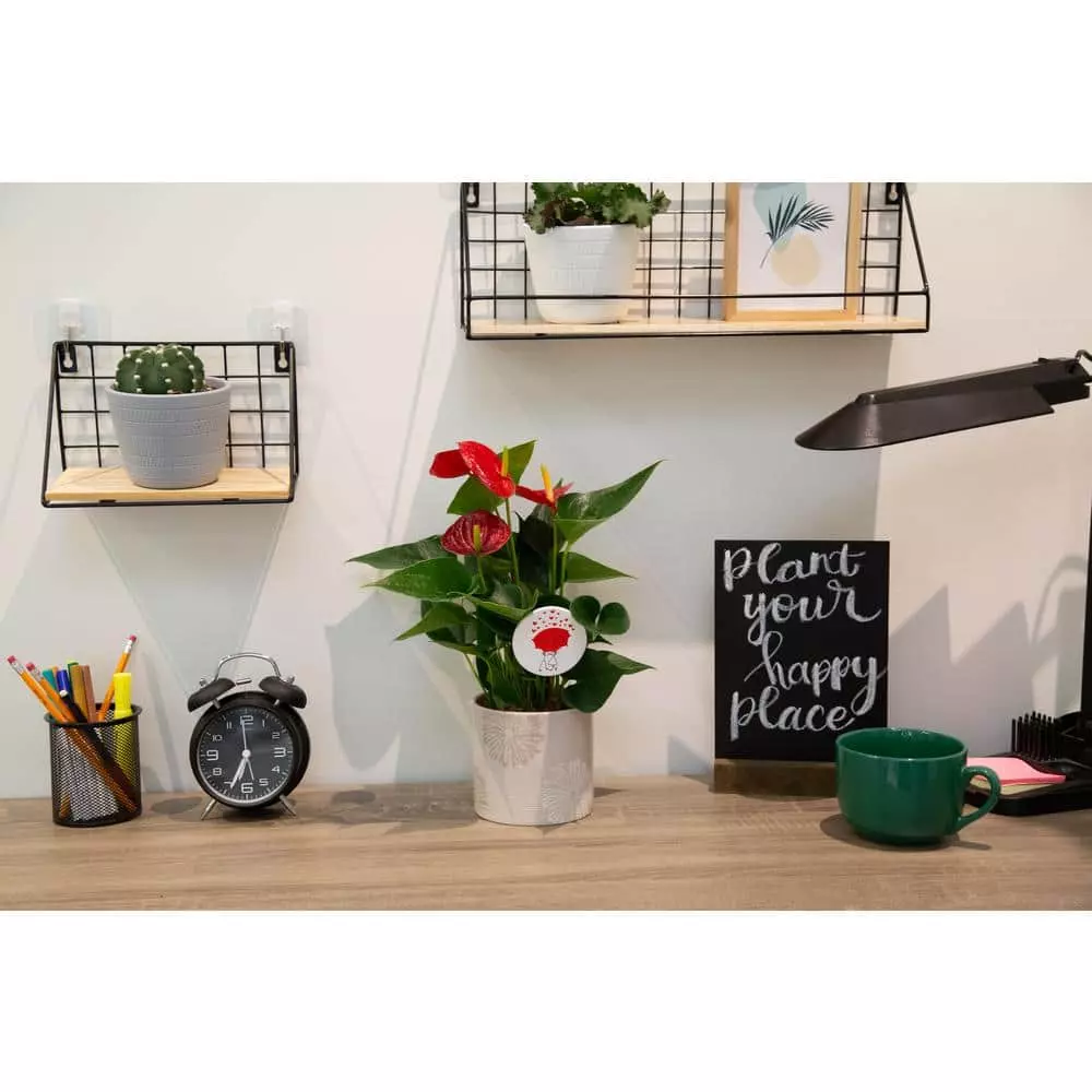 Budget 😀 Costa Farms Blooming Anthurium Plant in 4 in. Premium Ceramic Pot 🔥 6 Budget 😀 Costa Farms Blooming Anthurium Plant in 4 in. Premium Ceramic Pot 🔥 - Image 4