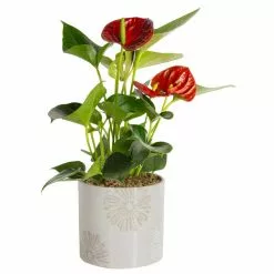 Budget 😀 Costa Farms Blooming Anthurium Plant in 4 in. Premium Ceramic Pot 🔥