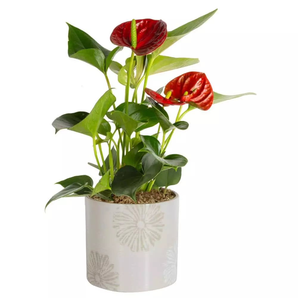 Budget 😀 Costa Farms Blooming Anthurium Plant in 4 in. Premium Ceramic Pot 🔥 3 Budget 😀 Costa Farms Blooming Anthurium Plant in 4 in. Premium Ceramic Pot 🔥