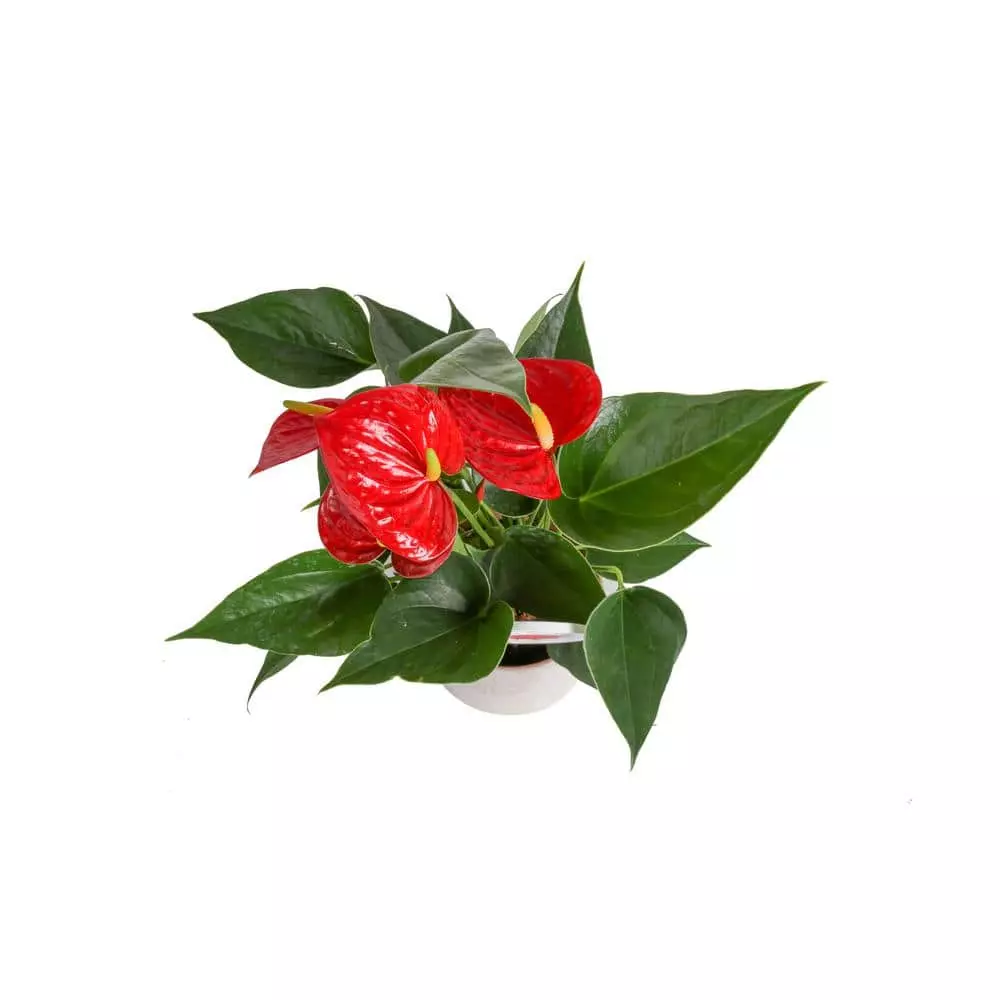 Budget 😀 Costa Farms Blooming Anthurium Plant in 4 in. Premium Ceramic Pot 🔥 5 Budget 😀 Costa Farms Blooming Anthurium Plant in 4 in. Premium Ceramic Pot 🔥 - Image 3