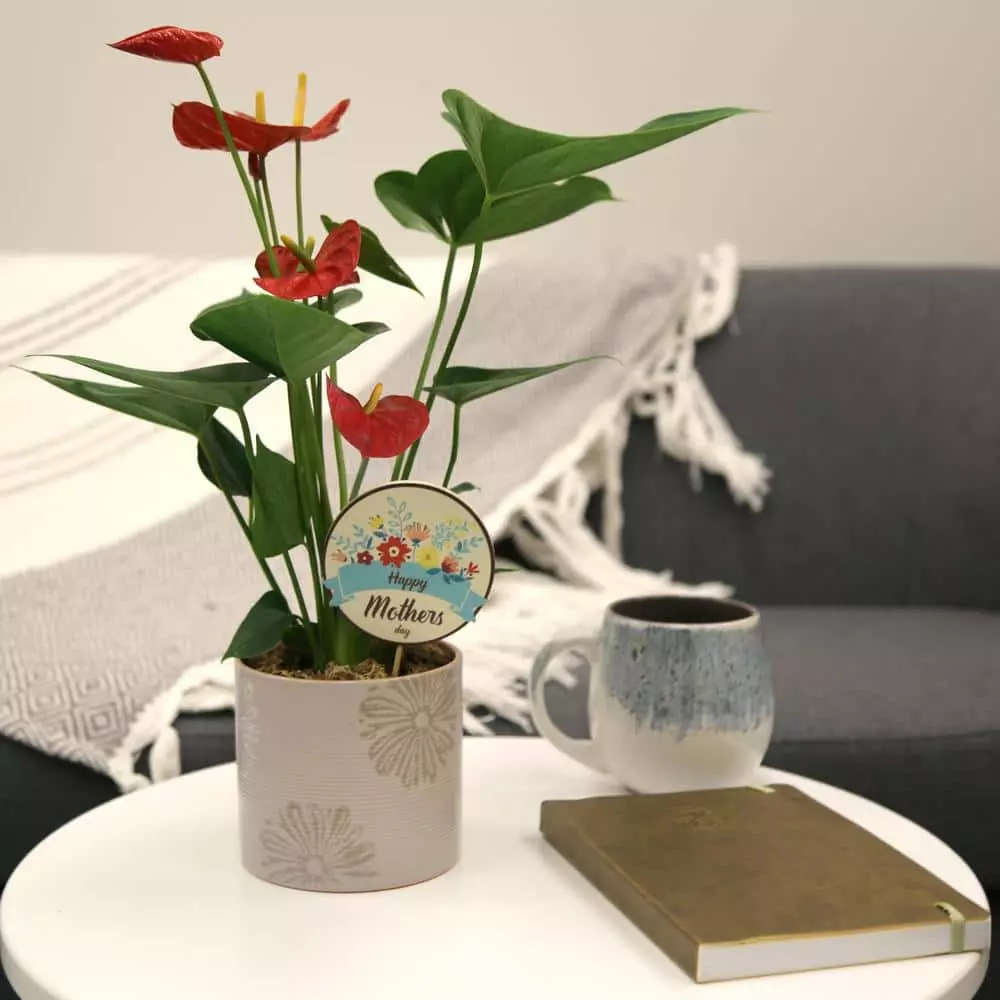 Budget 😀 Costa Farms Blooming Anthurium Plant in 4 in. Premium Ceramic Pot 🔥 4 Budget 😀 Costa Farms Blooming Anthurium Plant in 4 in. Premium Ceramic Pot 🔥 - Image 2