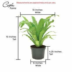 Buy 😉 Costa Farms 6 in. Bird's Nest Fern Plant in 2 Tone Ceramic 🎉 -Pavestone || Costa Farms Shop costa farms indoor plants co adh7 3 2to 1f 1000