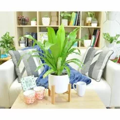 Buy 😉 Costa Farms 6 in. Bird's Nest Fern Plant in 2 Tone Ceramic 🎉 -Pavestone || Costa Farms Shop costa farms indoor plants co adh7 3 2to 4f 1000