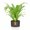 Buy 😉 Costa Farms 6 in. Bird's Nest Fern Plant in 2 Tone Ceramic 🎉 -Pavestone || Costa Farms Shop costa farms indoor plants co adh7 3 2to 64 1000