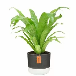 Buy 😉 Costa Farms 6 in. Bird's Nest Fern Plant in 2 Tone Ceramic 🎉
