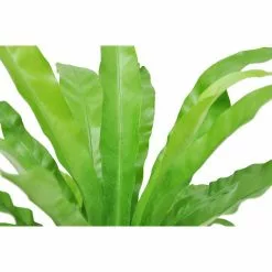 Buy 😉 Costa Farms 6 in. Bird's Nest Fern Plant in 2 Tone Ceramic 🎉 -Pavestone || Costa Farms Shop costa farms indoor plants co adh7 3 2to fa 1000