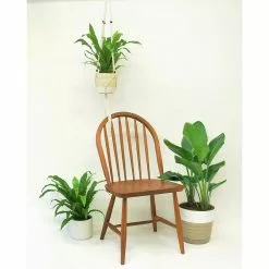 Hot Sale 🛒 Costa Farms Bird's Nest Fern Plant in 6 in. White Cylinder Pot ✨ 7 Hot Sale 🛒 Costa Farms Bird's Nest Fern Plant in 6 in. White Cylinder Pot ✨ -Pavestone || Costa Farms Shop costa farms indoor plants co adh7 3 cyl 1f 1000