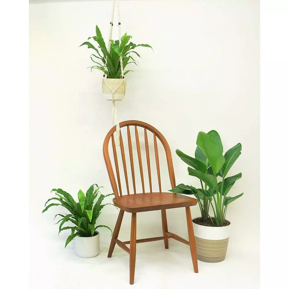 Hot Sale 🛒 Costa Farms Bird's Nest Fern Plant in 6 in. White Cylinder Pot ✨ 5 Hot Sale 🛒 Costa Farms Bird's Nest Fern Plant in 6 in. White Cylinder Pot ✨ - Image 3