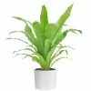 Hot Sale ๐ Costa Farms Bird's Nest Fern Plant in 6 in. White Cylinder Pot โจ 1 Hot Sale ๐ Costa Farms Bird's Nest Fern Plant in 6 in. White Cylinder Pot โจ -Pavestone || Costa Farms Shop costa farms indoor plants co adh7 3 cyl 64 1000