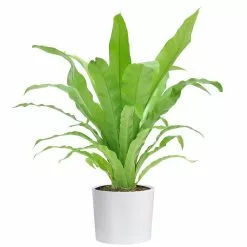 Hot Sale 🛒 Costa Farms Bird's Nest Fern Plant in 6 in. White Cylinder Pot ✨