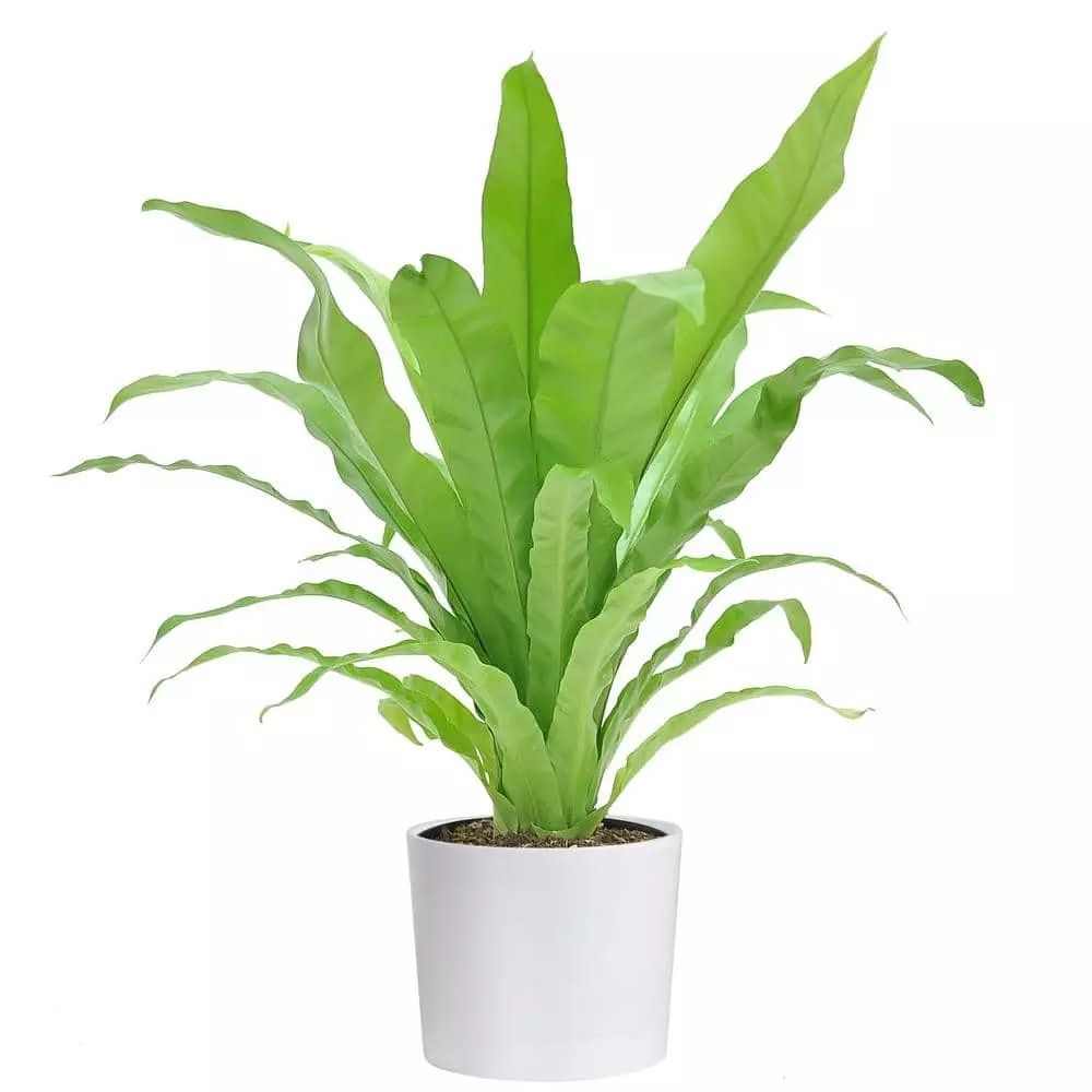 Hot Sale 🛒 Costa Farms Bird's Nest Fern Plant in 6 in. White Cylinder Pot ✨ 3 Hot Sale 🛒 Costa Farms Bird's Nest Fern Plant in 6 in. White Cylinder Pot ✨