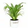 Outlet 💯 Costa Farms Bird's Nest Fern Plant in 6 in. Home Sweet Home Ceramic ✨ 1 Outlet 💯 Costa Farms Bird's Nest Fern Plant in 6 in. Home Sweet Home Ceramic ✨ -Pavestone || Costa Farms Shop costa farms indoor plants co adh7 3 hsh 64 1000