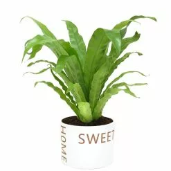 Outlet 💯 Costa Farms Bird's Nest Fern Plant in 6 in. Home Sweet Home Ceramic ✨