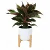 Buy ๐ Costa Farms 6 in. Siam Aurora Red Aglaonema, Chinese Evergreen Plant in White Mid Century Planter and Stand ๐ 2 Buy ๐ Costa Farms 6 in. Siam Aurora Red Aglaonema, Chinese Evergreen Plant in White Mid Century Planter and Stand ๐ -Pavestone || Costa Farms Shop costa farms indoor plants co ags6 3 midwhtstd 64 1000