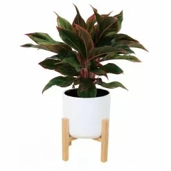 Buy 😀 Costa Farms 6 in. Siam Aurora Red Aglaonema, Chinese Evergreen Plant in White Mid Century Planter and Stand 😍
