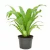 New 🔔 Costa Farms 6 in. Bird's Nest Fern Plant in Grower's Pot ⭐ 2 New 🔔 Costa Farms 6 in. Bird's Nest Fern Plant in Grower's Pot ⭐ -Pavestone || Costa Farms Shop costa farms indoor plants co brdfern 3 gp 64 1000