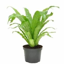 New ๐ Costa Farms 6 in. Bird's Nest Fern Plant in Grower's Pot โญ