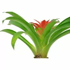 Wholesale 👏 Costa Farms 4 in. Bromeliad Plant Grower's Choice Colors in White Pot 🔔 -Pavestone || Costa Farms Shop costa farms indoor plants co bro4 3 wht g 44 1000
