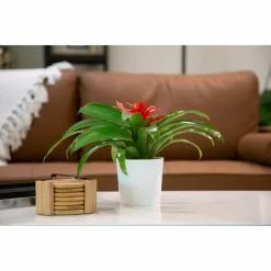 Wholesale 👏 Costa Farms 4 in. Bromeliad Plant Grower's Choice Colors in White Pot 🔔 -Pavestone || Costa Farms Shop costa farms indoor plants co bro4 3 wht g 4f 1000