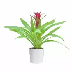 Wholesale ๐ Costa Farms 4 in. Bromeliad Plant Grower's Choice Colors in White Pot ๐