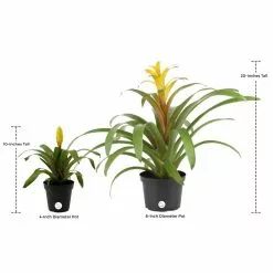 Wholesale 👏 Costa Farms 4 in. Bromeliad Plant Grower's Choice Colors in White Pot 🔔 -Pavestone || Costa Farms Shop costa farms indoor plants co bro4 3 wht g 76 1000