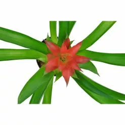 Wholesale 👏 Costa Farms 4 in. Bromeliad Plant Grower's Choice Colors in White Pot 🔔 -Pavestone || Costa Farms Shop costa farms indoor plants co bro4 3 wht g c3 1000