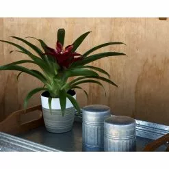 Outlet 🛒 Costa Farms Bromeliad Plant Grower's Choice Colors in 4 in. Decor Pot 🔥 -Pavestone || Costa Farms Shop costa farms indoor plants co bro4gp 3 bam 4f 1000