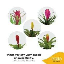 Outlet 🛒 Costa Farms Bromeliad Plant Grower's Choice Colors in 4 in. Decor Pot 🔥 -Pavestone || Costa Farms Shop costa farms indoor plants co bro4gp 3 bam c3 1000