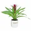 Outlet 🎉 Costa Farms Bromeliad Plant Grower's Choice Colors in 4 in. Home Sweet Home Ceramic 👍 -Pavestone || Costa Farms Shop costa farms indoor plants co bro4gp 3 hsh 64 1000