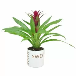 Outlet 🎉 Costa Farms Bromeliad Plant Grower's Choice Colors in 4 in. Home Sweet Home Ceramic 👍