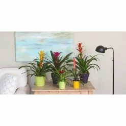 Top 10 π― Costa Farms Bromeliad Plant Grower's Choice Colors in 6 in. Grower Pot (2-Pack) β¨ 9 Top 10 π― Costa Farms Bromeliad Plant Grower's Choice Colors in 6 in. Grower Pot (2-Pack) β¨ -Pavestone || Costa Farms Shop costa farms indoor plants co bro6gp2pk 1f 1000