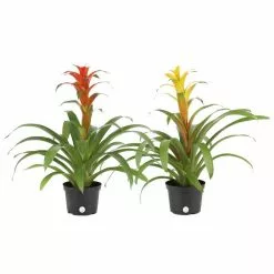 Top 10 💯 Costa Farms Bromeliad Plant Grower's Choice Colors in 6 in. Grower Pot (2-Pack) ✨