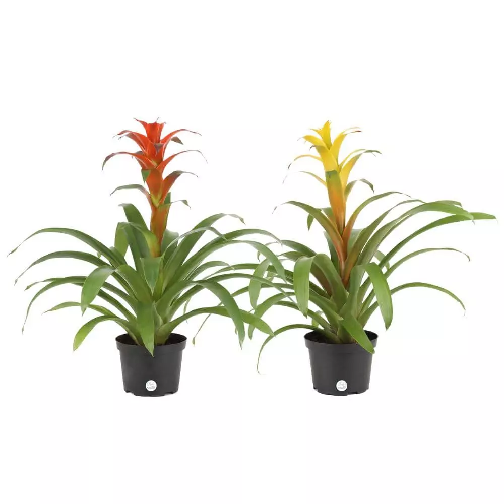 Top 10 π― Costa Farms Bromeliad Plant Grower's Choice Colors in 6 in. Grower Pot (2-Pack) β¨ 3 Top 10 π― Costa Farms Bromeliad Plant Grower's Choice Colors in 6 in. Grower Pot (2-Pack) β¨