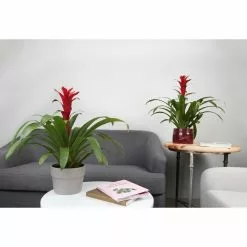 Top 10 π― Costa Farms Bromeliad Plant Grower's Choice Colors in 6 in. Grower Pot (2-Pack) β¨ 8 Top 10 π― Costa Farms Bromeliad Plant Grower's Choice Colors in 6 in. Grower Pot (2-Pack) β¨ -Pavestone || Costa Farms Shop costa farms indoor plants co bro6gp2pk c3 1000