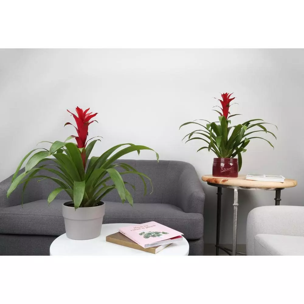 Top 10 π― Costa Farms Bromeliad Plant Grower's Choice Colors in 6 in. Grower Pot (2-Pack) β¨ 5 Top 10 π― Costa Farms Bromeliad Plant Grower's Choice Colors in 6 in. Grower Pot (2-Pack) β¨ - Image 3