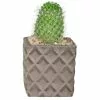 Promo ๐ Costa Farms 2.5 in. Cactus in 2 Tone Ceramic ๐งจ 1 Promo ๐ Costa Farms 2.5 in. Cactus in 2 Tone Ceramic ๐งจ -Pavestone || Costa Farms Shop costa farms indoor plants co cac2 5 2to 64 1000