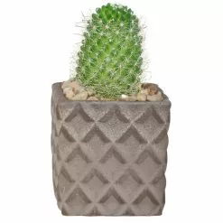 Promo 👍 Costa Farms 2.5 in. Cactus in 2 Tone Ceramic 🧨