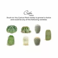 Promo 👍 Costa Farms 2.5 in. Cactus in 2 Tone Ceramic 🧨 -Pavestone || Costa Farms Shop costa farms indoor plants co cac2 5 2to c3 1000