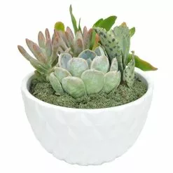 Top 10 😉 Costa Farms 6 in. White Ceramic Cacti and Succulent Garden 🔔