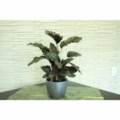 Best Pirce 😉 Costa Farms Grower's Choice Calathea in 6 in. Two Tone Ceramic 🛒 -Pavestone || Costa Farms Shop costa farms indoor plants co cmd07 3 2to 1f 1000