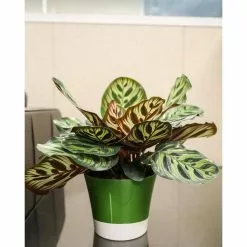 Best Pirce 😉 Costa Farms Grower's Choice Calathea in 6 in. Two Tone Ceramic 🛒 -Pavestone || Costa Farms Shop costa farms indoor plants co cmd07 3 2to 40 1000