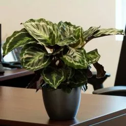 Best Pirce 😉 Costa Farms Grower's Choice Calathea in 6 in. Two Tone Ceramic 🛒 -Pavestone || Costa Farms Shop costa farms indoor plants co cmd07 3 2to 4f 1000