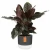 Best Pirce 😉 Costa Farms Grower's Choice Calathea in 6 in. Two Tone Ceramic 🛒 -Pavestone || Costa Farms Shop costa farms indoor plants co cmd07 3 2to 64 1000