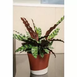 Best Pirce 😉 Costa Farms Grower's Choice Calathea in 6 in. Two Tone Ceramic 🛒 -Pavestone || Costa Farms Shop costa farms indoor plants co cmd07 3 2to 77 1000
